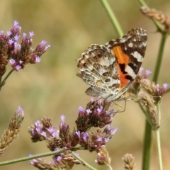 Vanessa kershawi (Australian Painted Lady) at Pine Island to Point Hut - 18 Feb 2019 by RodDeb