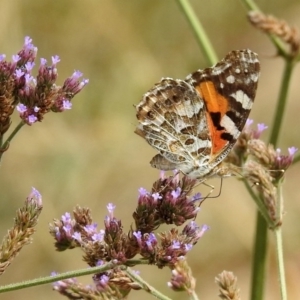 Vanessa kershawi at Greenway, ACT - 18 Feb 2019 11:54 AM