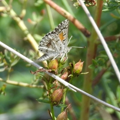 Lucia limbaria (Chequered Copper) at Greenway, ACT - 18 Feb 2019 by RodDeb