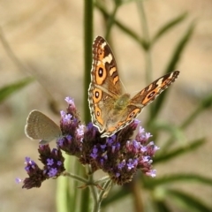 Junonia villida (Meadow Argus) at Pine Island to Point Hut - 18 Feb 2019 by RodDeb