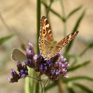 Junonia villida at Greenway, ACT - 18 Feb 2019 12:02 PM