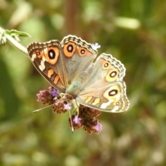 Junonia villida at Greenway, ACT - 18 Feb 2019