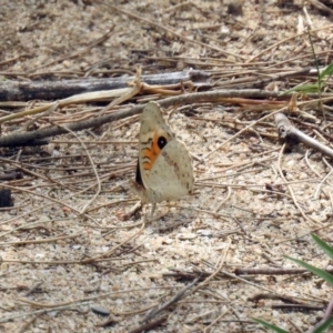 Junonia villida at Greenway, ACT - 18 Feb 2019 12:02 PM