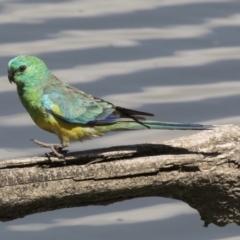 Psephotus haematonotus (Red-rumped Parrot) at Fyshwick, ACT - 5 Feb 2019 by Alison Milton