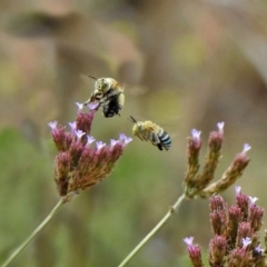 Amegilla (Zonamegilla) asserta (Blue Banded Bee) at Pine Island to Point Hut - 18 Feb 2019 by RodDeb