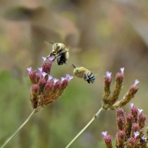 Amegilla (Zonamegilla) asserta at Greenway, ACT - 18 Feb 2019