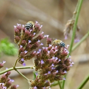 Amegilla (Zonamegilla) asserta at Greenway, ACT - 18 Feb 2019