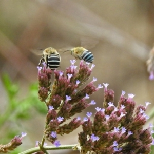 Amegilla (Zonamegilla) asserta at Greenway, ACT - 18 Feb 2019