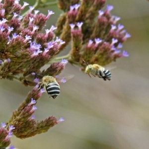 Amegilla (Zonamegilla) asserta at Greenway, ACT - 18 Feb 2019