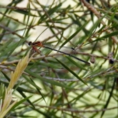 Nososticta solida (Orange Threadtail) at Greenway, ACT - 18 Feb 2019 by RodDeb