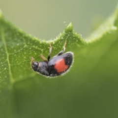 Diomus notescens (Little two-spotted ladybird) at Higgins, ACT - 4 Feb 2019 by Alison Milton