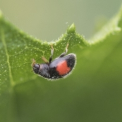 Diomus notescens (Little two-spotted ladybird) at Higgins, ACT - 4 Feb 2019 by AlisonMilton