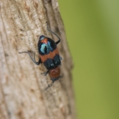 Dicranolaius bellulus (Red and Blue Pollen Beetle) at Higgins, ACT - 4 Feb 2019 by AlisonMilton