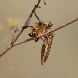 Colepia ingloria at Greenway, ACT - 18 Feb 2019