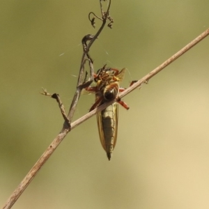 Colepia ingloria at Greenway, ACT - 18 Feb 2019