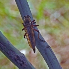 Colepia ingloria at Greenway, ACT - 18 Feb 2019