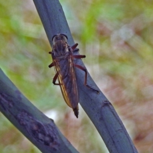 Colepia ingloria at Greenway, ACT - 18 Feb 2019