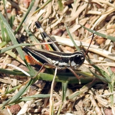 Macrotona australis (Common Macrotona Grasshopper) at Pine Island to Point Hut - 18 Feb 2019 by RodDeb