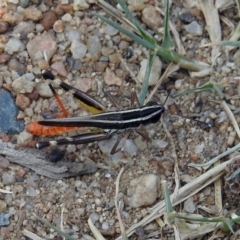 Macrotona australis at Greenway, ACT - 18 Feb 2019