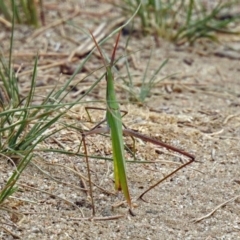 Acrida conica (Giant green slantface) at Greenway, ACT - 18 Feb 2019 by RodDeb