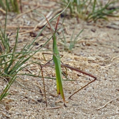 Acrida conica (Giant green slantface) at Pine Island to Point Hut - 18 Feb 2019 by RodDeb