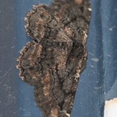 Pholodes sinistraria (Sinister or Frilled Bark Moth) at Higgins, ACT - 2 Feb 2019 by Alison Milton