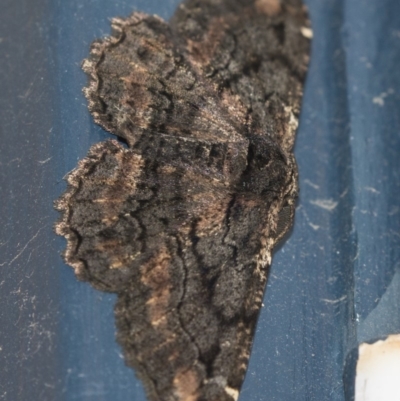 Pholodes sinistraria (Sinister or Frilled Bark Moth) at Higgins, ACT - 3 Feb 2019 by AlisonMilton