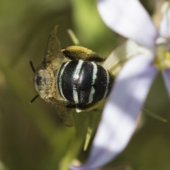 Amegilla (Zonamegilla) asserta (Blue Banded Bee) at Higgins, ACT - 25 Jan 2019 by AlisonMilton