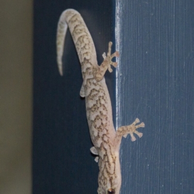 Christinus marmoratus (Southern Marbled Gecko) at Higgins, ACT - 14 Jan 2019 by AlisonMilton