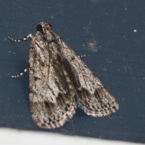 Spectrotrota fimbrialis at Higgins, ACT - 12 Jan 2019