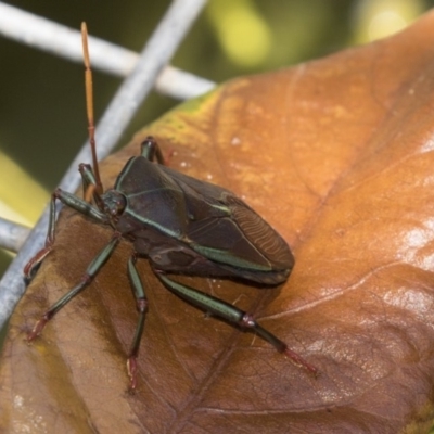 Musgraveia sulciventris (Bronze Orange Bug) at Higgins, ACT - 12 Jan 2019 by AlisonMilton