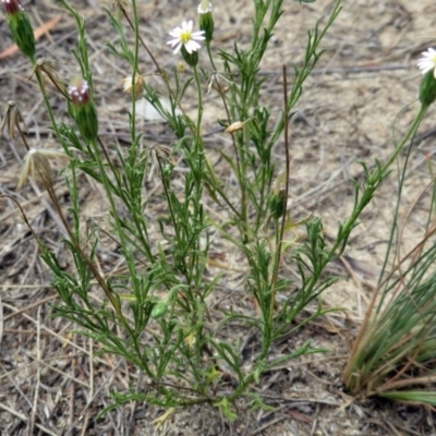 Vittadinia muelleri (Narrow-leafed New Holland Daisy) at Pine Island to Point Hut - 18 Feb 2019 by RodDeb