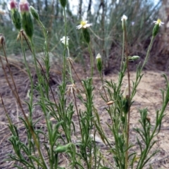 Vittadinia muelleri at Greenway, ACT - 18 Feb 2019