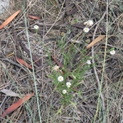 Vittadinia muelleri at Greenway, ACT - 18 Feb 2019