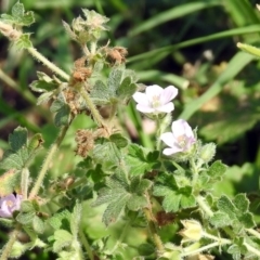 Geranium solanderi var. solanderi (Native Geranium) at Pine Island to Point Hut - 18 Feb 2019 by RodDeb