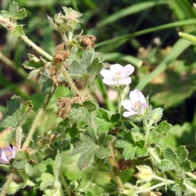 Geranium solanderi var. solanderi (Native Geranium) at Pine Island to Point Hut - 18 Feb 2019 by RodDeb