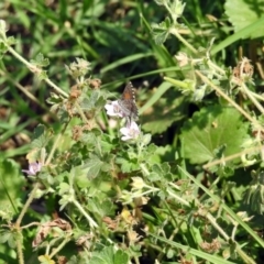 Geranium solanderi var. solanderi at Greenway, ACT - 18 Feb 2019