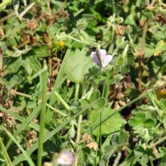 Geranium solanderi var. solanderi at Greenway, ACT - 18 Feb 2019