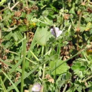 Geranium solanderi var. solanderi at Greenway, ACT - 18 Feb 2019