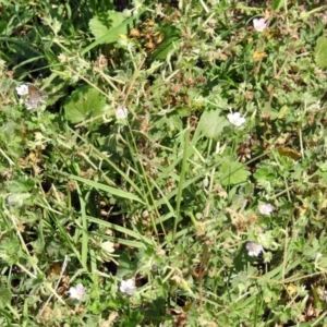 Geranium solanderi var. solanderi at Greenway, ACT - 18 Feb 2019