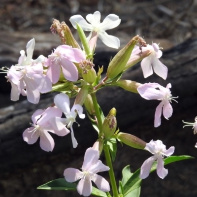 Saponaria officinalis (Soapwort, Bouncing Bet) at Pine Island to Point Hut - 18 Feb 2019 by RodDeb