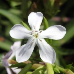 Saponaria officinalis at Greenway, ACT - 18 Feb 2019 12:21 PM