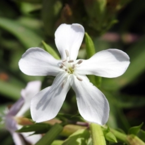 Saponaria officinalis at Greenway, ACT - 18 Feb 2019