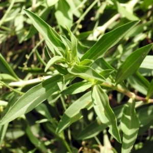 Saponaria officinalis at Greenway, ACT - 18 Feb 2019