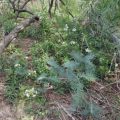 Saponaria officinalis at Greenway, ACT - 18 Feb 2019