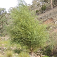 Salix sp. (A Willow) at Banks, ACT - 16 Feb 2019 by michaelb