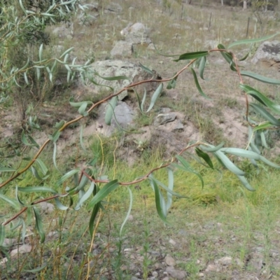 Salix matsudana (Tortured Willow) at Rob Roy Range - 16 Feb 2019 by michaelb