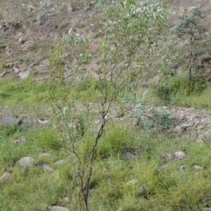 Salix matsudana at Banks, ACT - 16 Feb 2019