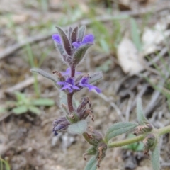 Ajuga australis (Austral Bugle) at Rob Roy Range - 12 Jan 2019 by michaelb