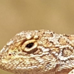 Tympanocryptis lineata (Canberra Grassland Earless Dragon, Lined Earless Dragon) at Jerrabomberra Grassland - 18 Feb 2019 by jamie.barney
